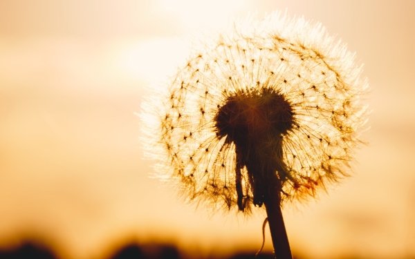 Earth Dandelion Macro HD Wallpaper | Background Image