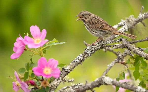 bird flower Animal Nightingale HD Desktop Wallpaper | Background Image
