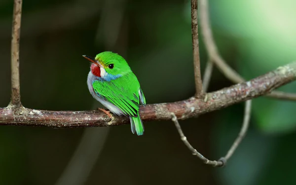 HD desktop wallpaper of a vibrant Cuban tody bird perched on a branch, showcasing its bright green feathers and red throat against a soft, blurred natural background.