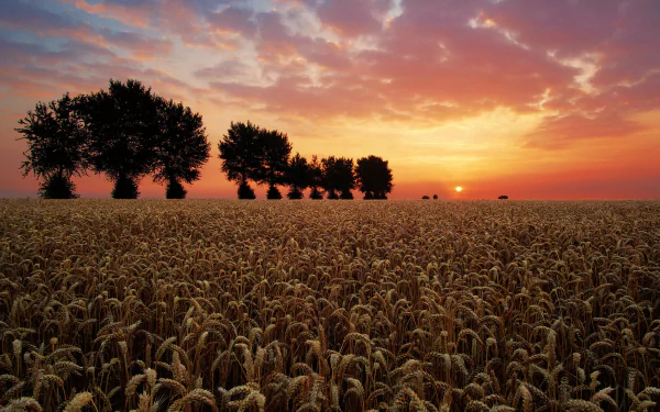 A stunning HD desktop wallpaper of a wheat field at sunrise, capturing the warm colors of summer sunset with silhouetted trees under a partly cloudy sky.