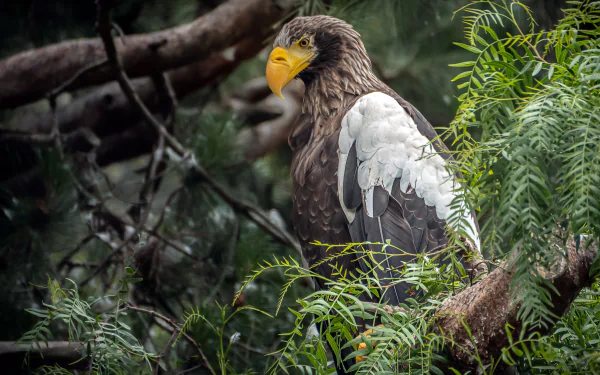 bird of prey eagle bird Animal Steller's Sea Eagle HD Desktop Wallpaper | Background Image