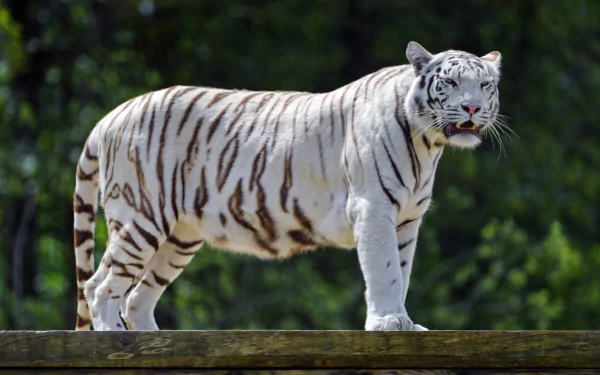 Animal white tiger HD Desktop Wallpaper | Background Image
