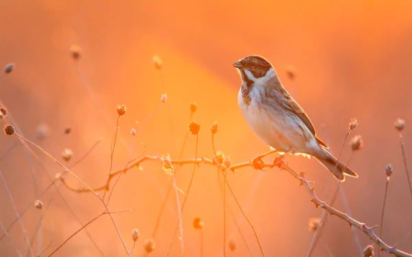 bird Animal bunting HD Desktop Wallpaper | Background Image