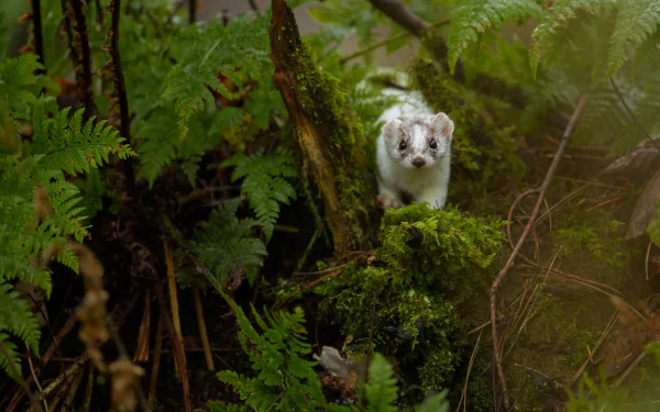 Animal weasel HD Desktop Wallpaper | Background Image