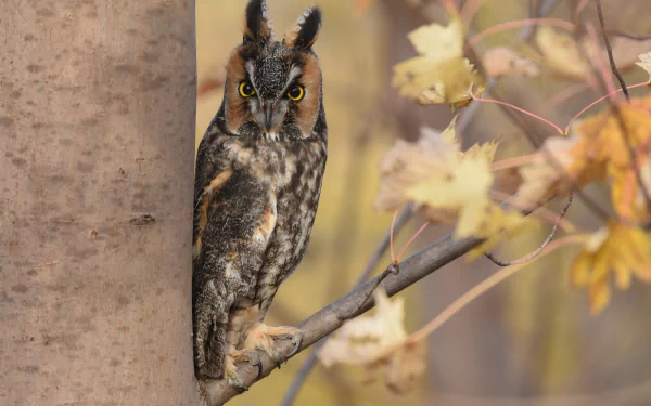 long eared owl bird Animal owl HD Desktop Wallpaper | Background Image