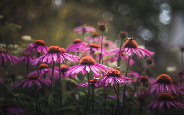 pink flower macro bokeh flower purple flower nature echinacea HD Desktop Wallpaper | Background Image