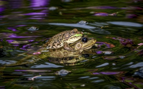 Animal Frog Frogs HD Wallpaper | Background Image