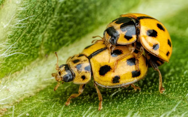 Animal ladybug HD Desktop Wallpaper | Background Image
