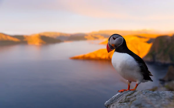 Animal puffin HD Desktop Wallpaper | Background Image