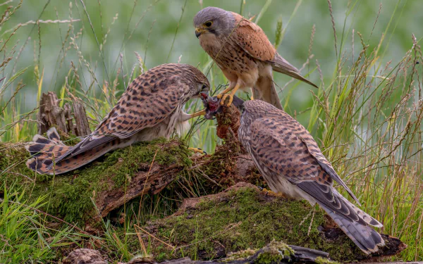 Animal kestrel HD Desktop Wallpaper | Background Image