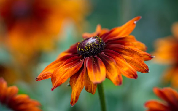 fly rudbeckia flower nature black-eyed susan HD Desktop Wallpaper | Background Image
