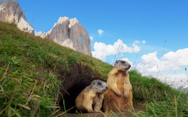 Animal marmot HD Desktop Wallpaper | Background Image
