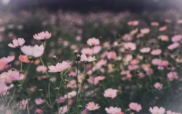 flower nature Cosmos (Plant) HD Desktop Wallpaper | Background Image