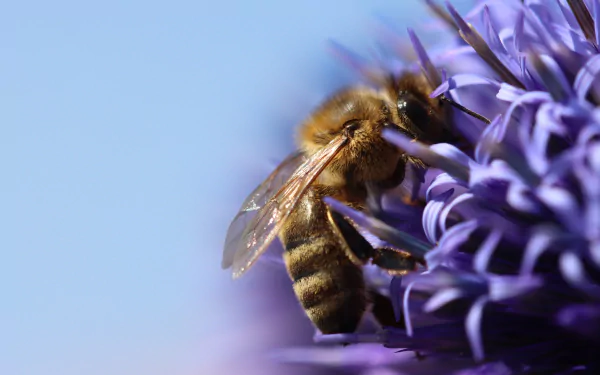 macro flower Animal bee HD Desktop Wallpaper | Background Image