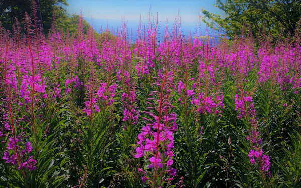 meadow fireweed nature flower HD Desktop Wallpaper | Background Image