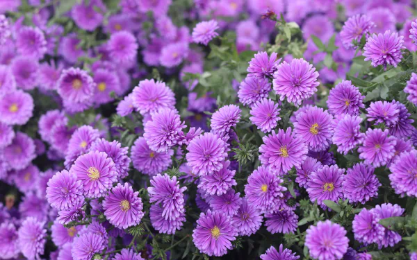 flower nature chrysanthemum HD Desktop Wallpaper | Background Image