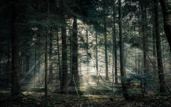 fir tree fog forest nature sunbeam HD Desktop Wallpaper | Background Image