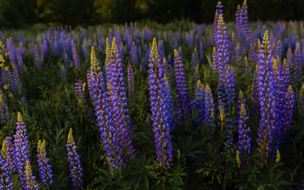 flower nature lupine HD Desktop Wallpaper | Background Image