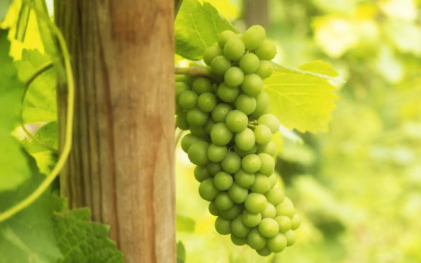 depth of field vine food grapes HD Desktop Wallpaper | Background Image