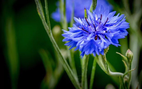 Close-up of a vibrant blue cornflower against a blurred green background, captured in 4K Ultra HD for stunning nature detail on a PC desktop wallpaper.