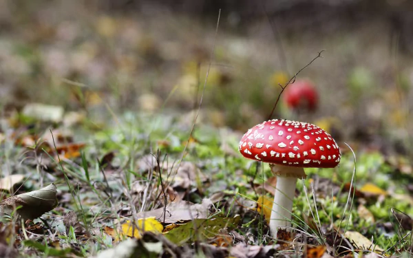 fly agaric nature mushroom HD Desktop Wallpaper | Background Image
