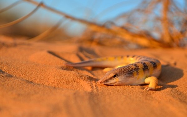 Animal Skink Sand Lizard HD Wallpaper | Background Image