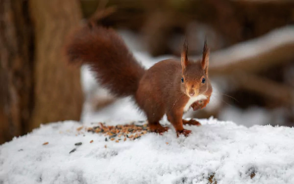 seed Animal squirrel HD Desktop Wallpaper | Background Image