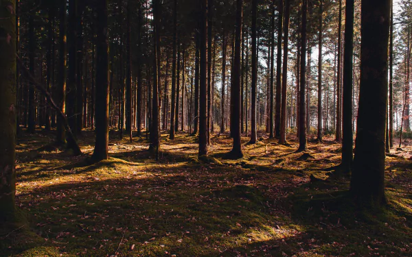 pine tree nature forest HD Desktop Wallpaper | Background Image