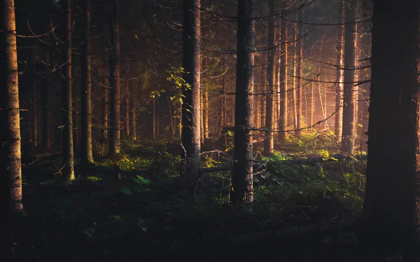  Pitch black forest at midnight, light from street lights, Kuopio, Finland by Niilo Isotalo