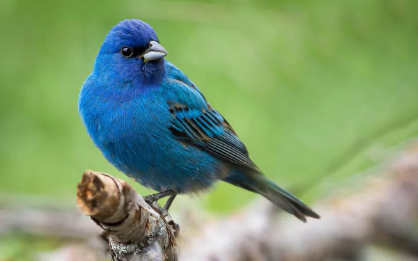 Vibrant indigo bunting (bird, animal) perched on a branch with soft green bokeh — HD PC desktop wallpaper/background.