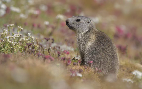 Animal marmot HD Desktop Wallpaper | Background Image
