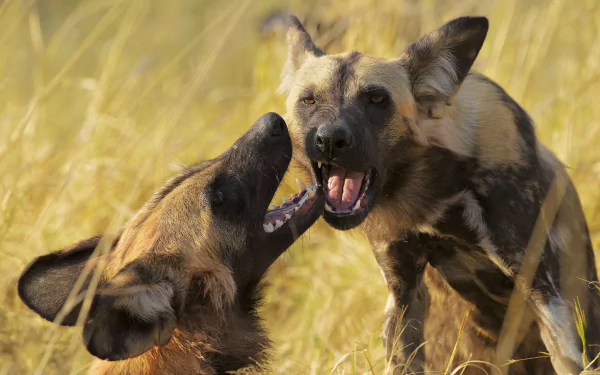 Animal wild dog HD Desktop Wallpaper | Background Image