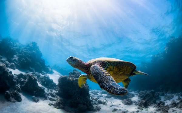 Animal Turtle Turtles Sea Life Underwater HD Wallpaper | Background Image