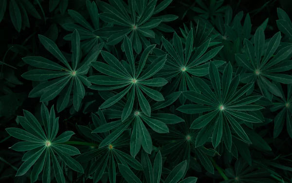 nature plant HD Desktop Wallpaper | Background Image