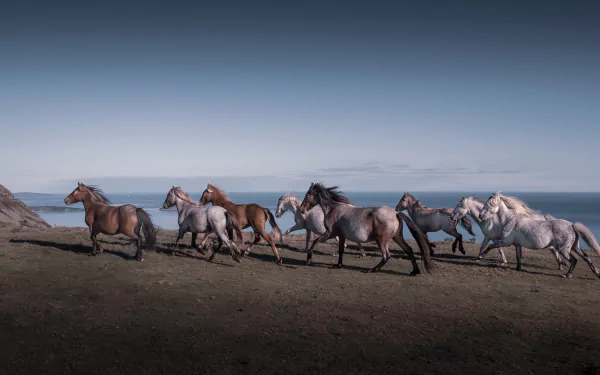 Herd of horses galloping along the coast, an animal scene rendered as a 4K Ultra HD PC desktop wallpaper background.