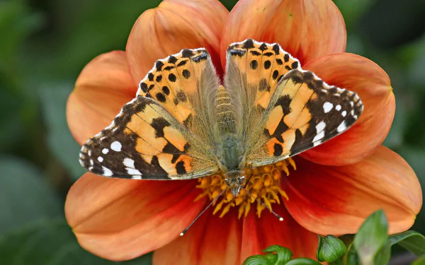  Butterfly on Orange Flower
