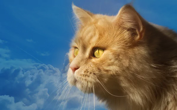  Profile of a Cat