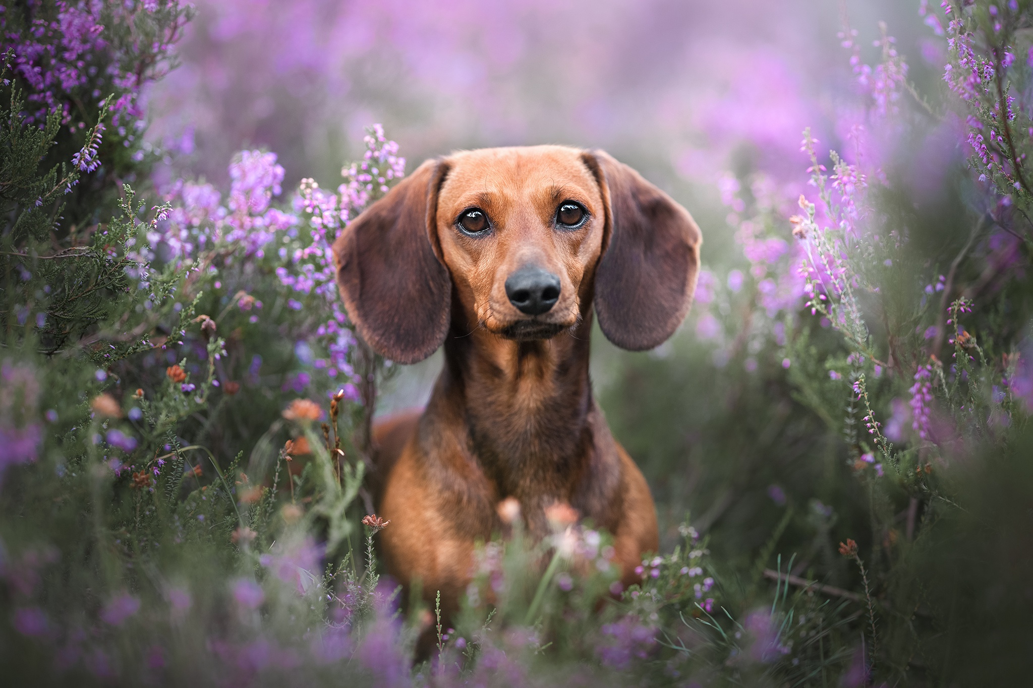 Dachshund Dog Hd Wallpapers For Mobile Phones Background, Picture Of  Miniature Dachshund, Dachshund, Dog Background Image And Wallpaper for Free  Download