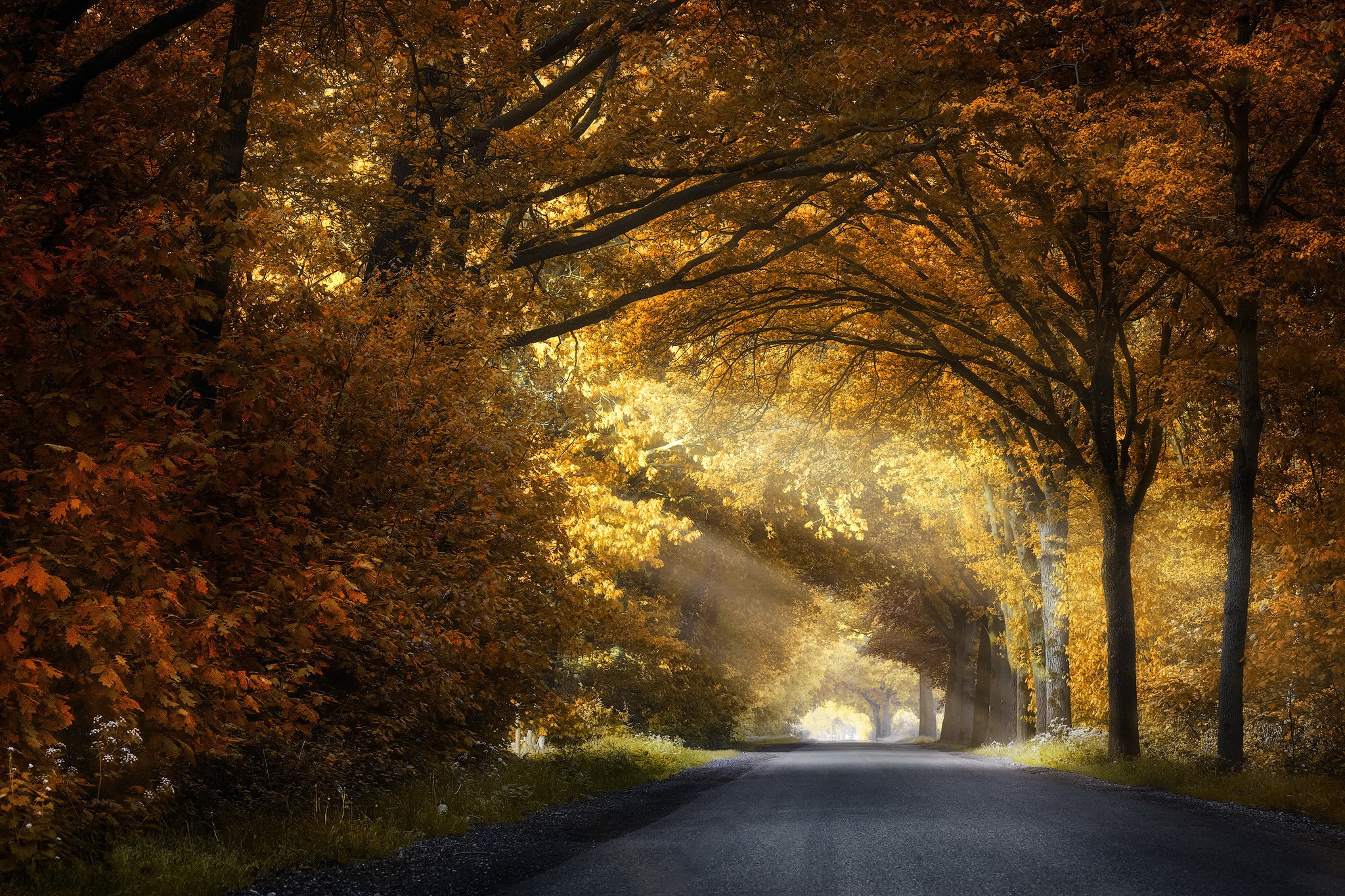 Download Sunbeam Forest Fall Man Made Road HD Wallpaper