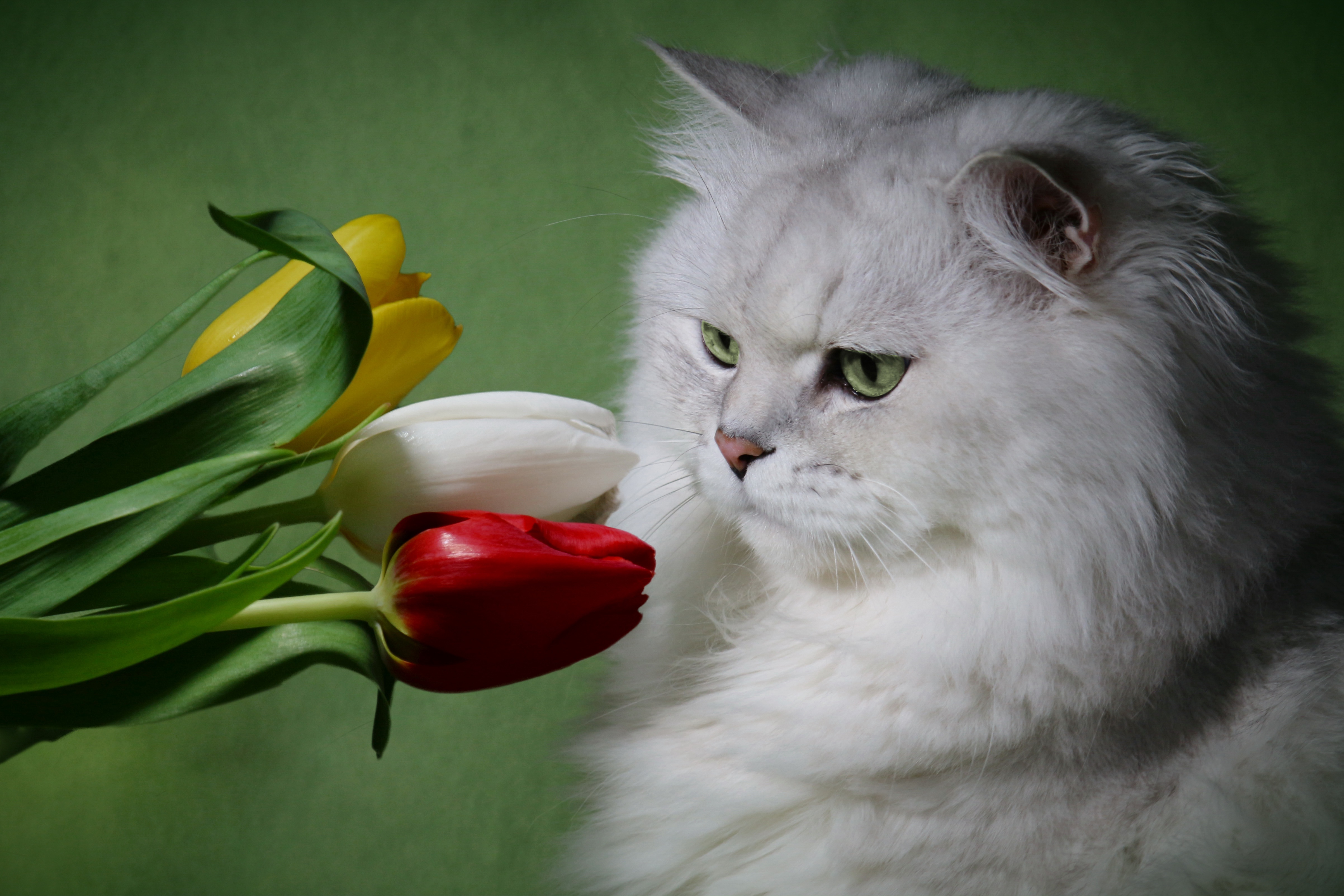 Тюльпаны для кошек ядовиты или нет. Кот с цветами. Котенок с тюльпанами. Котик в цветах. Кот с цветами тюльпаны.