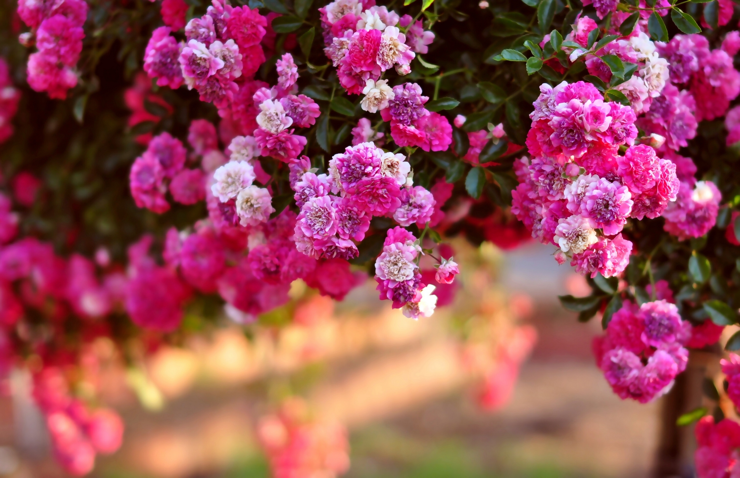 Wallpaper flower, pink, bush, 8K, Nature #23321