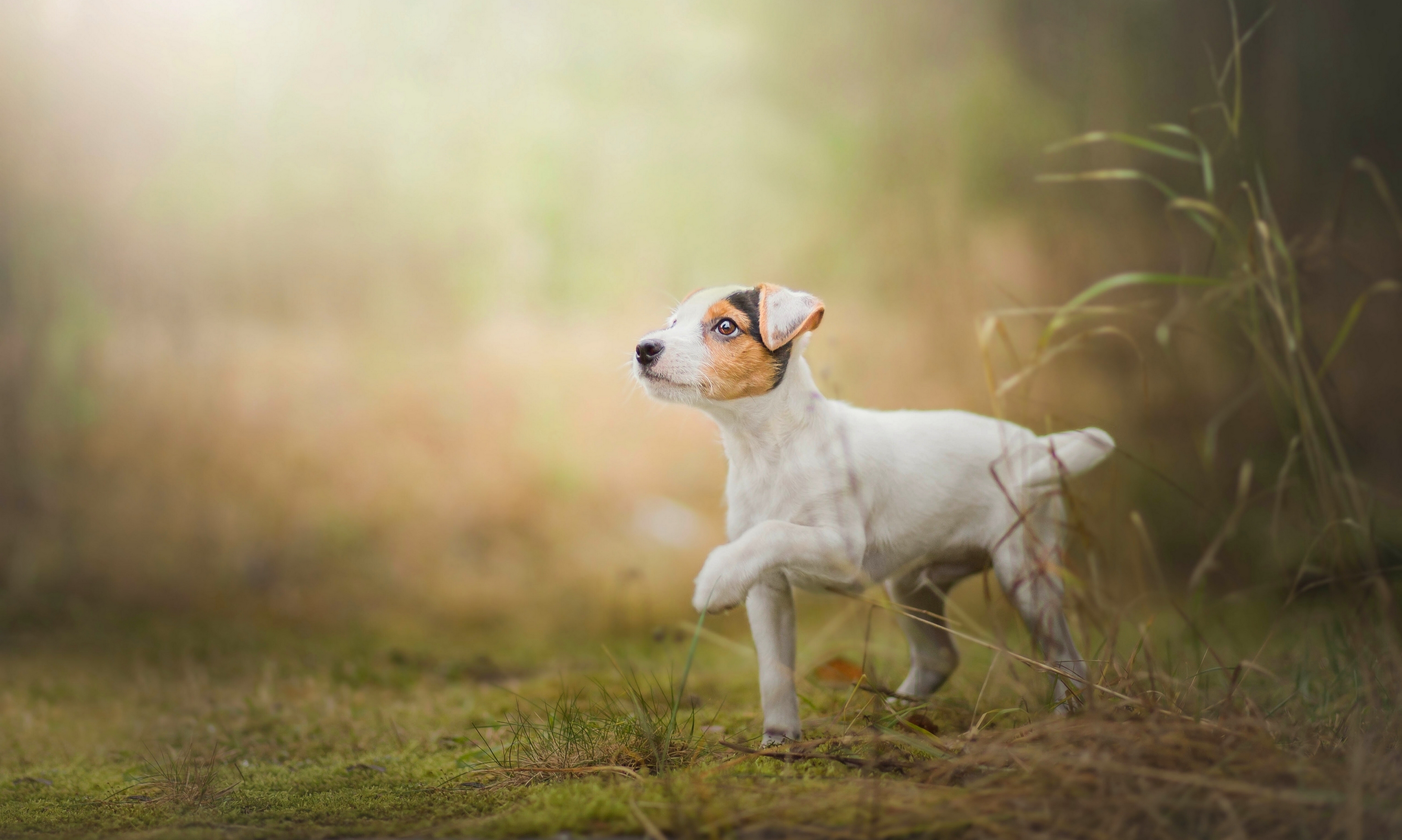Download Puppy Dog Animal Jack Russell Terrier HD Wallpaper