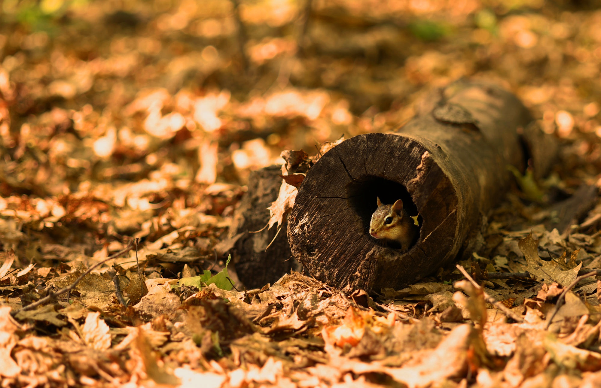 Download Rodent Animal Chipmunk HD Wallpaper