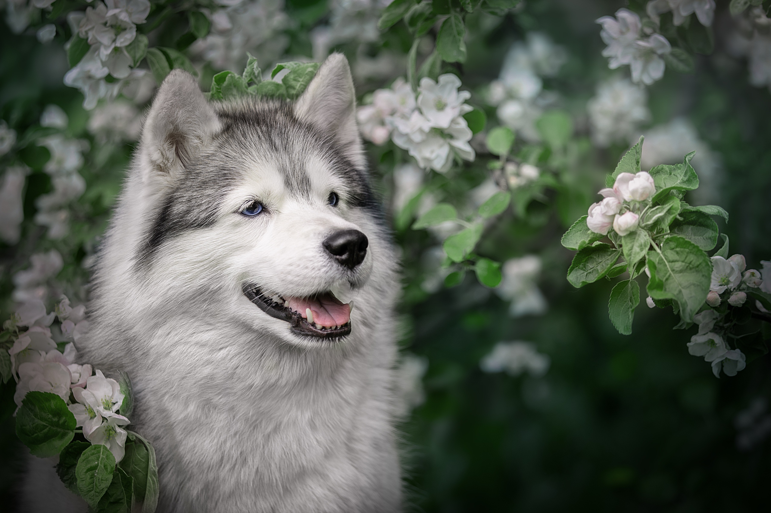 Download Dog Animal Husky HD Wallpaper By Svetlana Pisareva