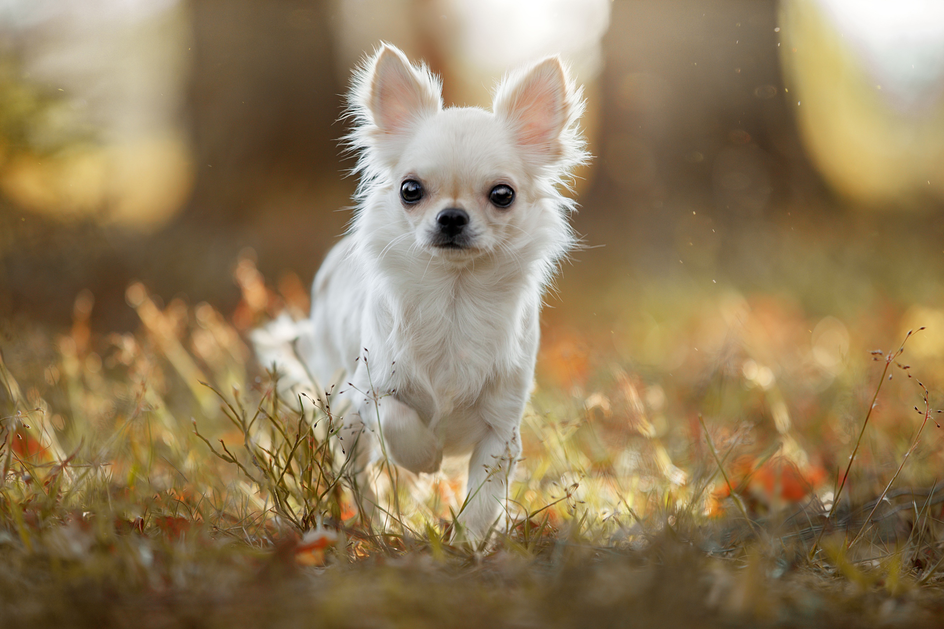 1000 Chihuahua Pictures  Download Free Images on Unsplash