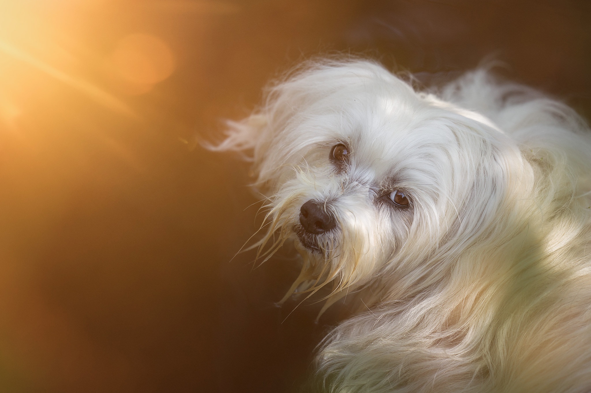 Download Havana Bichon Havanese Animal Dog HD Wallpaper, image size:2048x1365