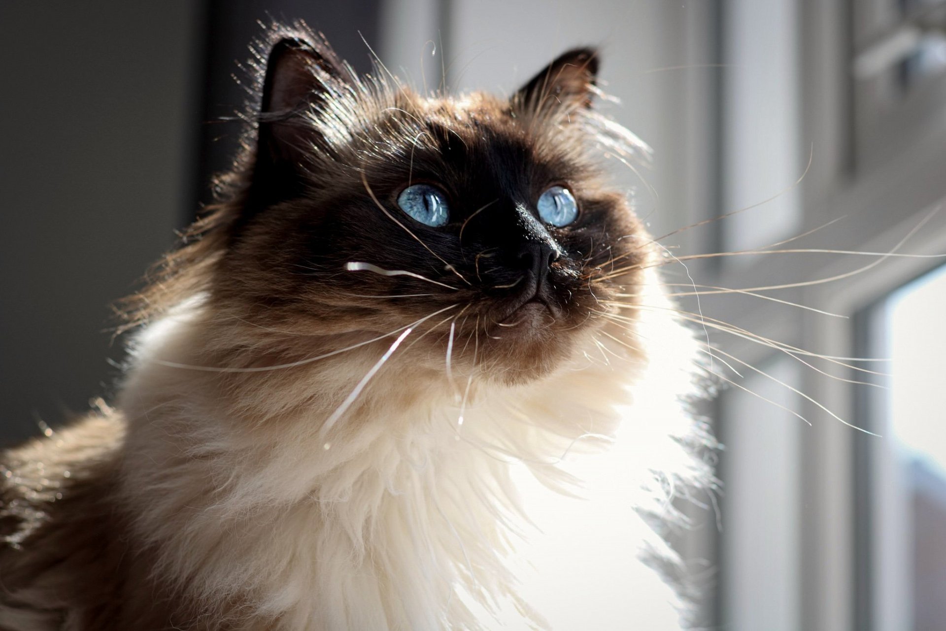 HD PC desktop wallpaper: fluffy Siamese cat (animal) with vivid blue eyes and backlit fur, gazing toward a sunlit windowed background.