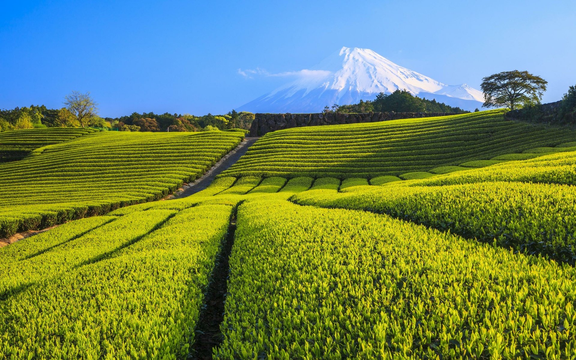 Download Volcano Nature Man Made Tea Plantation HD Wallpaper