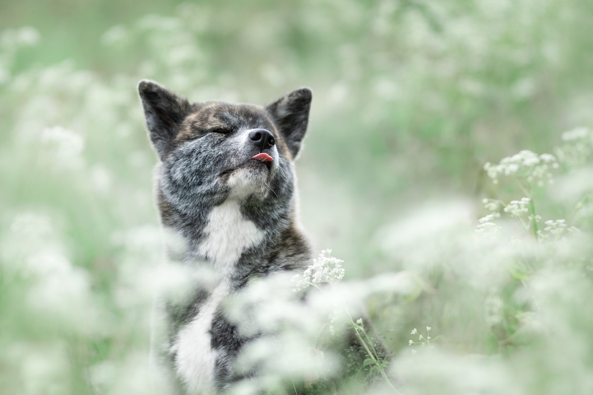 Download Flower Dog Animal Akita HD Wallpaper