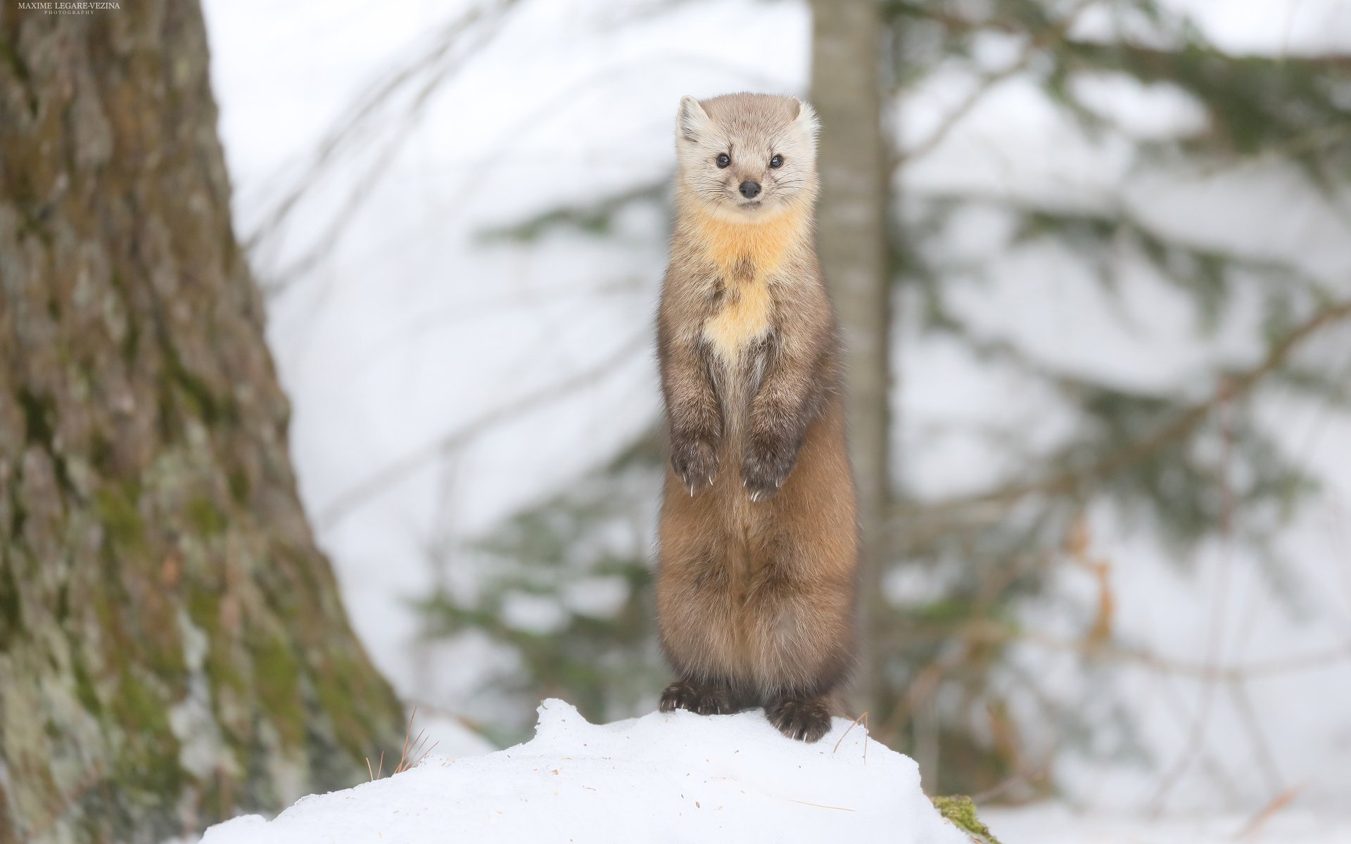 Download Animal Marten 4k Ultra HD Wallpaper by Maxime Legare-Vezina